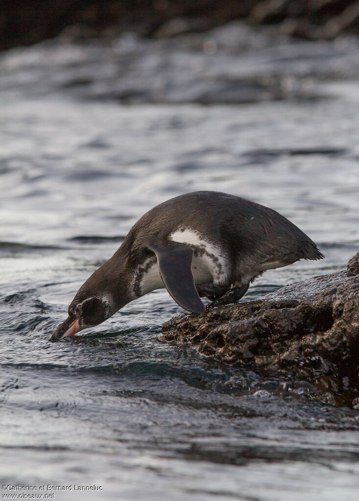 Galapagos Penguinadult, Behaviour