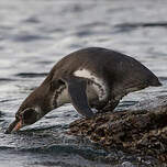 Manchot des Galapagos