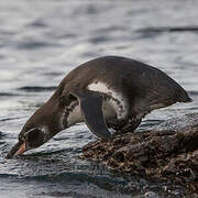 Galapagos Penguin