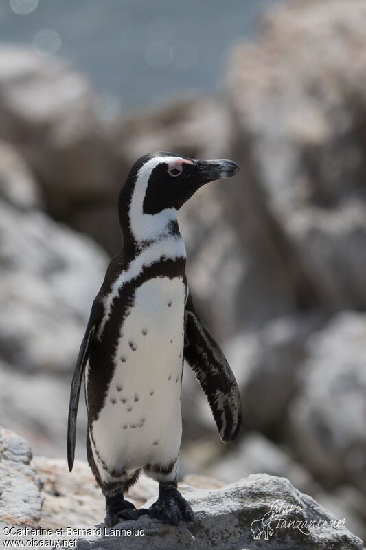 African Penguinadult, identification