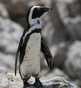 African Penguin