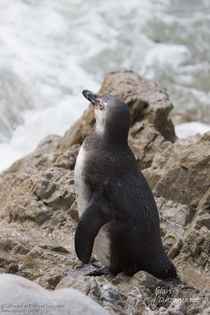 African Penguinjuvenile, identification