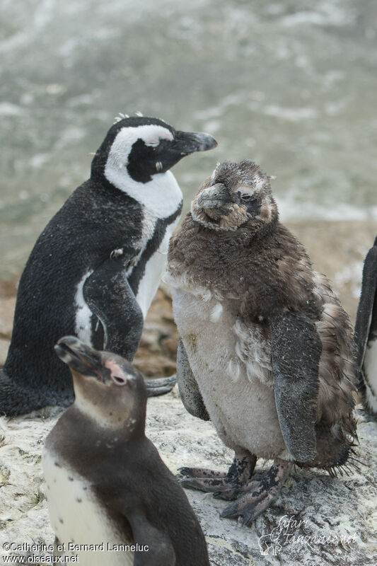 African PenguinPoussin, identification