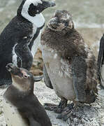 African Penguin