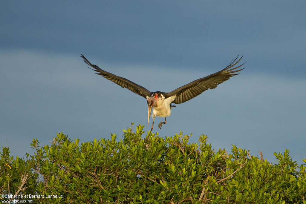 Marabou Storkadult, Flight