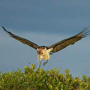 Marabou Stork