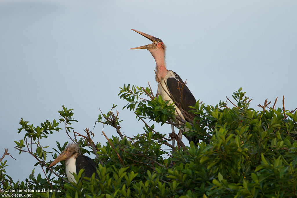 Marabou Stork, Reproduction-nesting