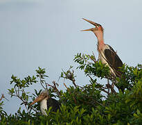 Marabou Stork