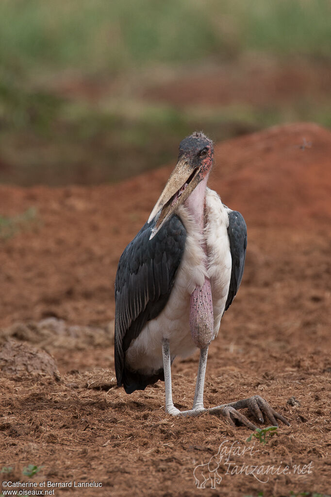 Marabou Storkadult, Behaviour