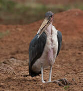 Marabou Stork