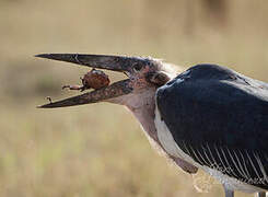 Marabou Stork