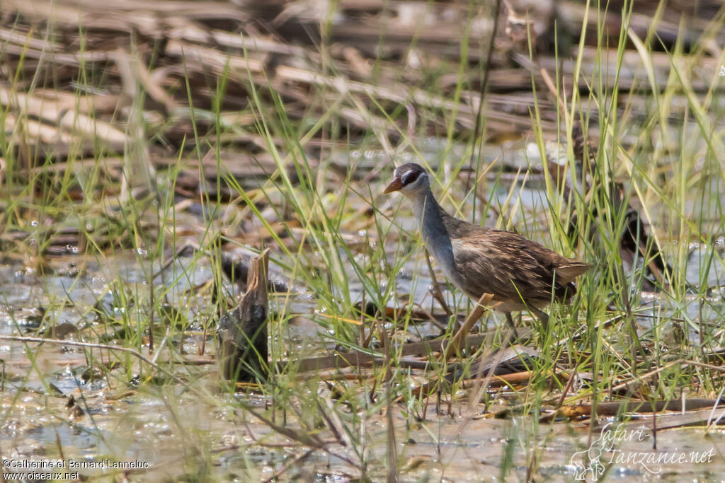 White-browed Crakeadult, habitat