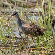 White-browed Crake