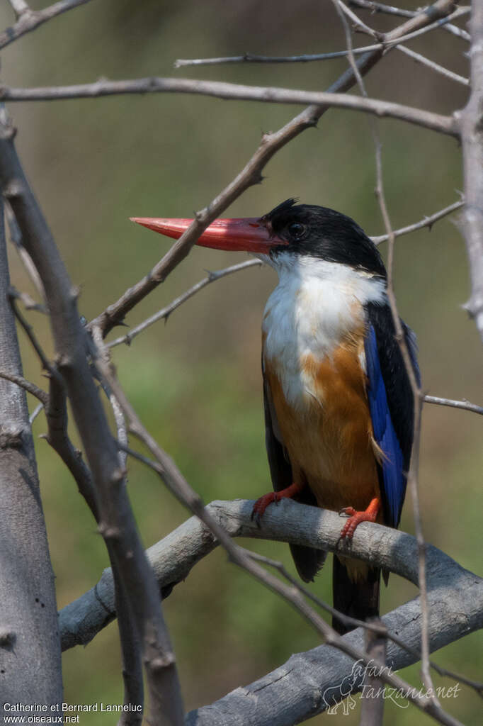 Martin-chasseur à coiffe noireadulte, identification