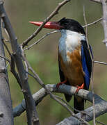 Black-capped Kingfisher