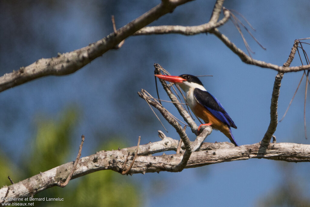 Black-capped Kingfisheradult, identification