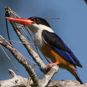 Black-capped Kingfisher