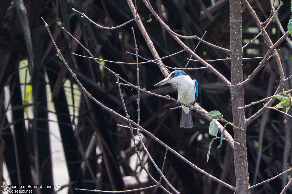 Collared Kingfisheradult