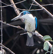 Collared Kingfisher