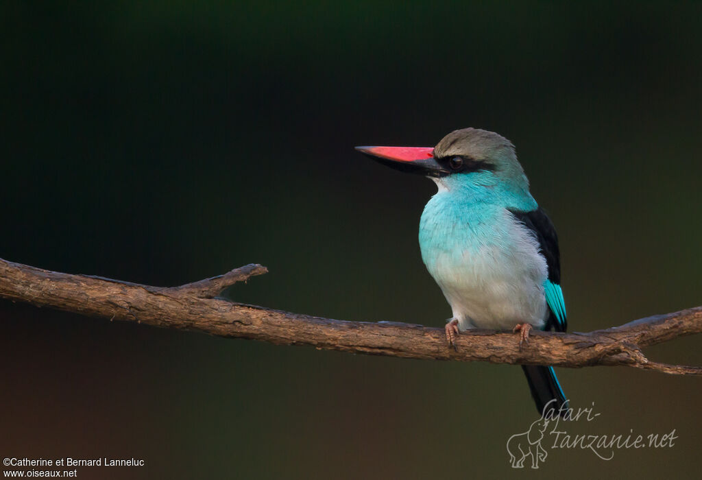 Blue-breasted Kingfisheradult