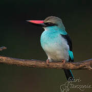 Blue-breasted Kingfisher