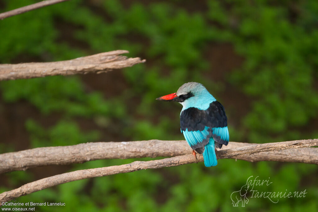 Blue-breasted Kingfisheradult, aspect