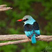 Blue-breasted Kingfisher