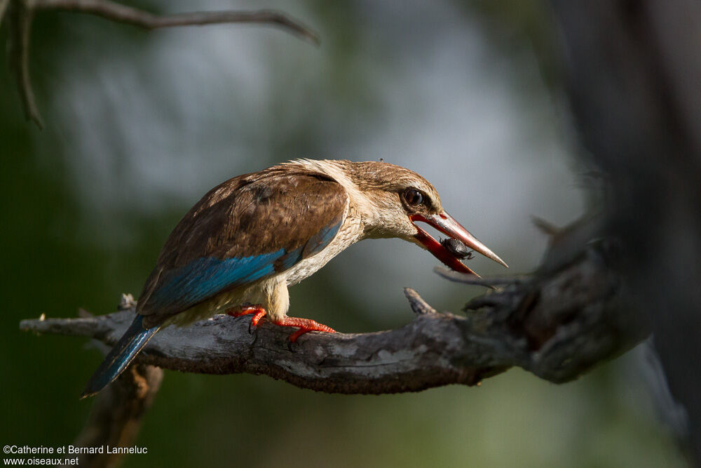 Brown-hooded Kingfisher female adult, feeding habits, eats