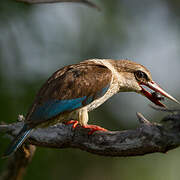 Brown-hooded Kingfisher