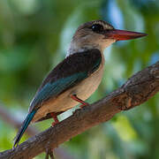 Brown-hooded Kingfisher