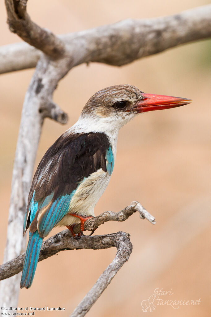 Brown-hooded Kingfisher male adult, identification