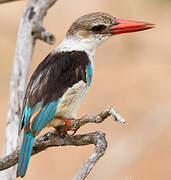 Brown-hooded Kingfisher