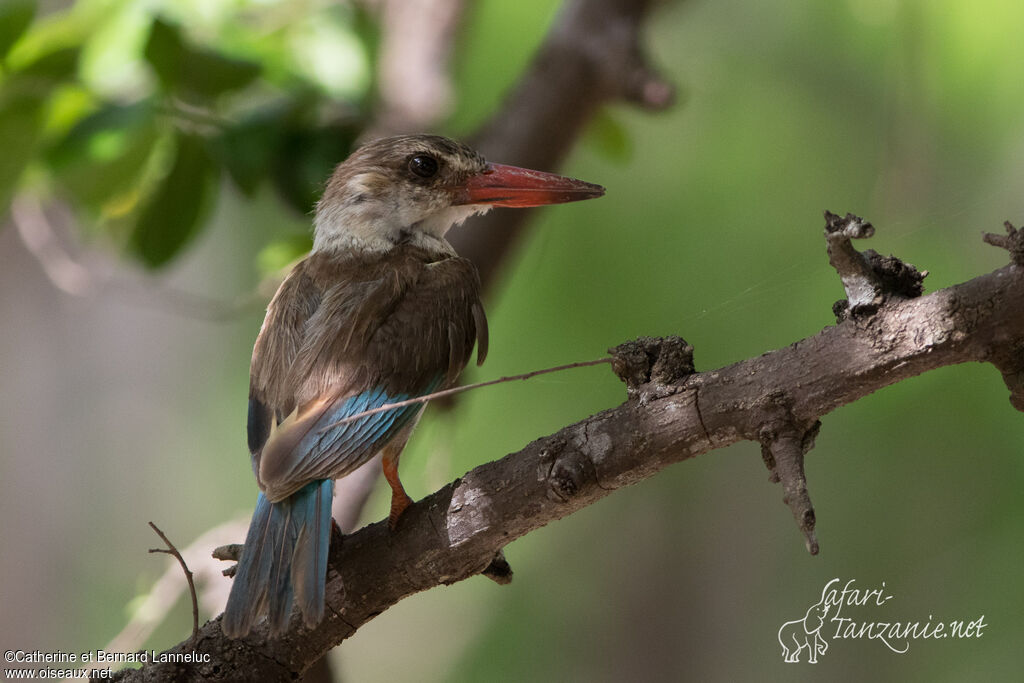 Brown-hooded Kingfisher female adult, identification