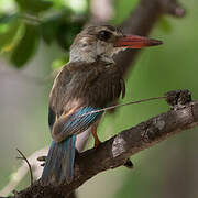 Brown-hooded Kingfisher