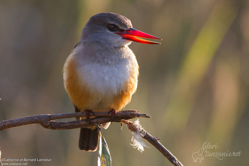 Grey-headed Kingfishersubadult