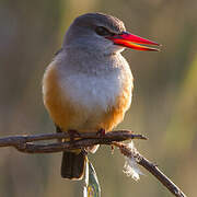 Grey-headed Kingfisher