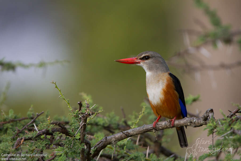 Grey-headed Kingfisheradult, identification