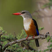 Grey-headed Kingfisher