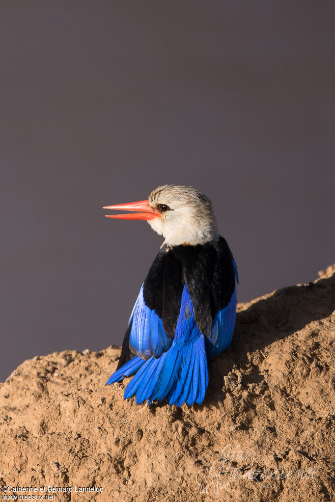 Grey-headed Kingfisheradult