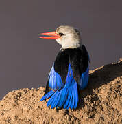 Grey-headed Kingfisher