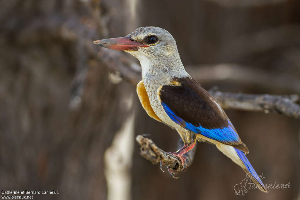 Grey-headed Kingfisherimmature, identification