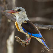 Grey-headed Kingfisher