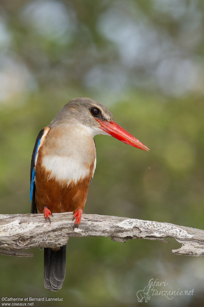 Martin-chasseur à tête griseadulte, identification