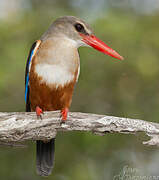 Grey-headed Kingfisher