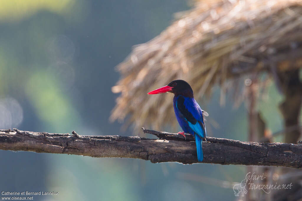 Javan Kingfisheradult, identification