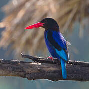 Javan Kingfisher