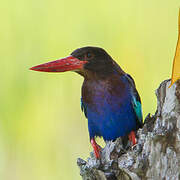 Javan Kingfisher