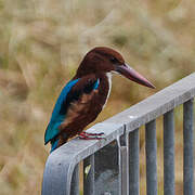 White-throated Kingfisher