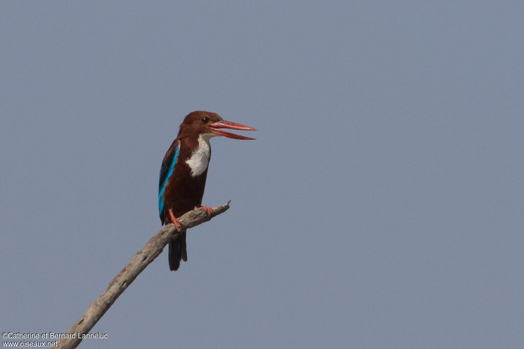 White-throated Kingfisheradult