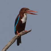 White-throated Kingfisher